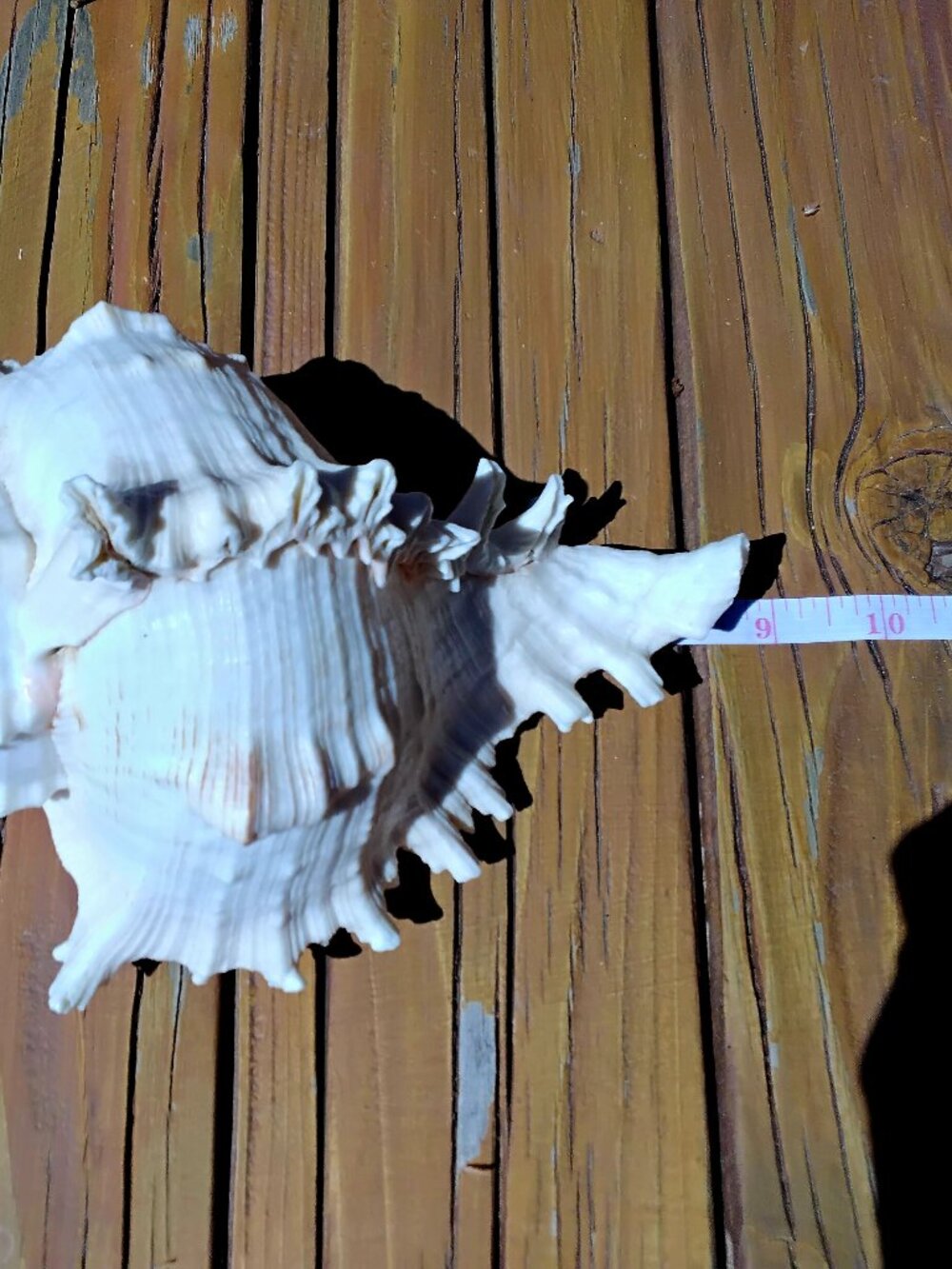 8.5" Ramose Murex Sea Shell Coastal Decor. Chicoreus Ramosus - Picture 6 of 6